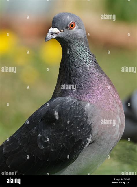 Garden Pigeon Hi Res Stock Photography And Images Alamy