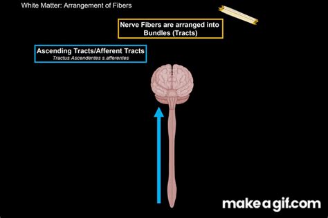 Internal Spinal Cord Gray Matter White Matter Funiculus Anatomy