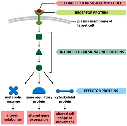 Intro To Signal Transduction Flashcards Quizlet