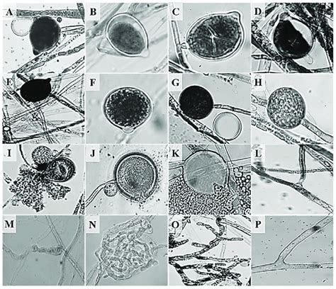 Morphological Characteristics Of P Nicotianae Isolates From Colombia