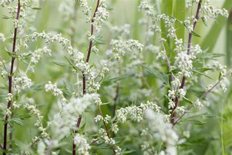 How To Grow And Care For Mugwort Artemisia Vulgaris