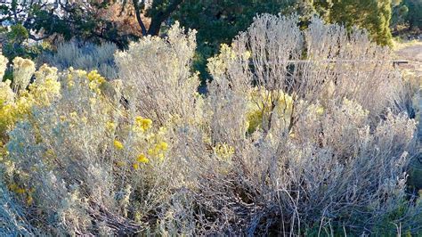 Flowers of Grand Canyon Photograph by Travis Deaton - Fine Art America