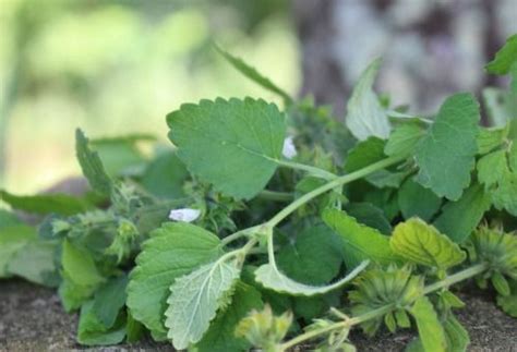 Lemon Balm Bug Spray Cold Sore Lip Balm Cold Sore Lip The Balm