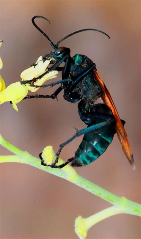 Tarantula Hawk Wasp by Monkeystyle3000 on DeviantArt