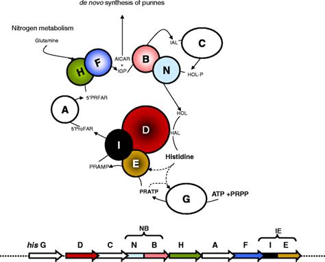 Schematic Representation Of The Histidine Biosynthetic Pathways And