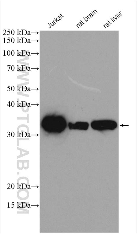 Caspase 3 P17 P19 antibody 19677 1 AP Proteintech 武汉三鹰生物技术有限公司