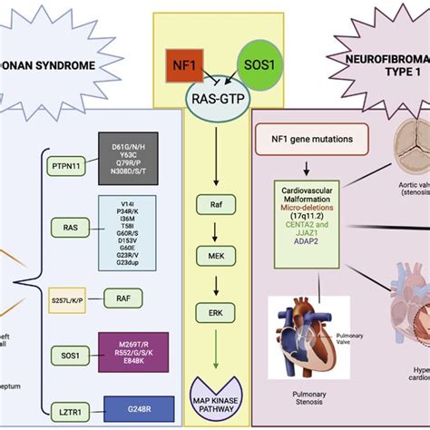 Ras Mapk Pathway Gene Involvement In Ns And Nf1 Gene Variants And Download Scientific Diagram