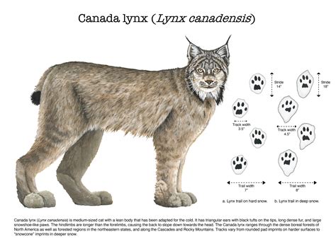 Canada lynx – Illustrating Nature 2021