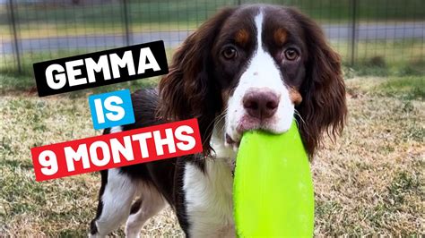 Month Old Gemma English Springer Spaniel Youtube