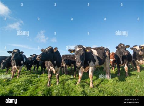 Herd Of Dairy Cows In Field Wales Uk Stock Photo Alamy