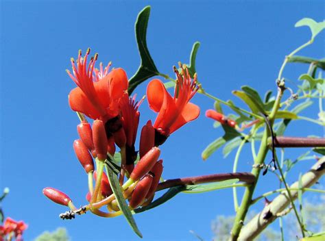 Batswing Coral Tree Ausemade