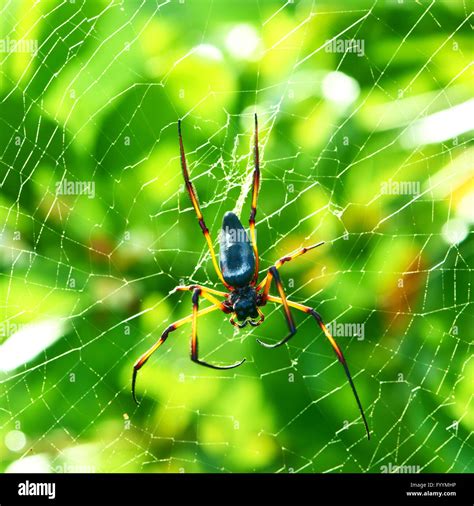 Giant Wood Spider Nephila Maculata Nephila Pilipes Stock Photo Alamy