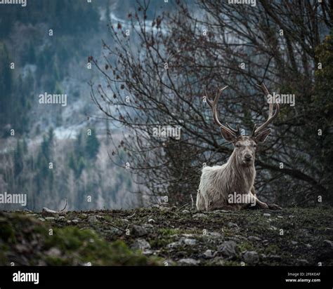 Hirsch Tierfoto Hi Res Stock Photography And Images Alamy