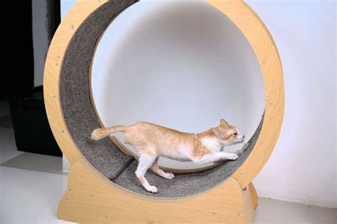 12 DIY Cat Wheel Plans You Can Build - Handy Keen