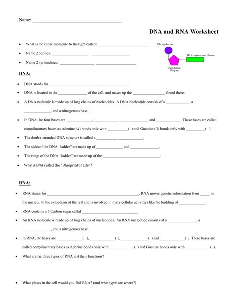 Amoeba Sisters Protein Synthesis Worksheet Printable Calendars At A Glance