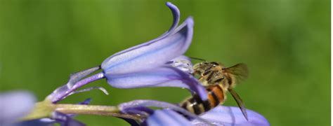 Do Bees Like Bluebells? - Bee Life