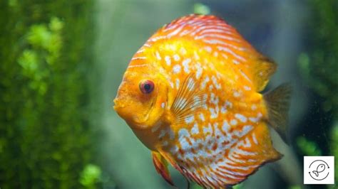 Discus Care Fascinating Facts Ultimate Guide On Keeping Discus