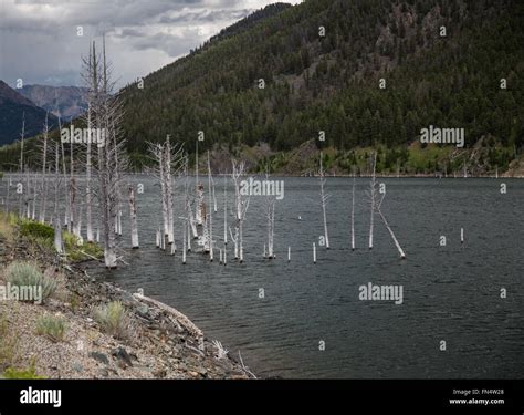 Earthquake Lake, Montana Stock Photo - Alamy