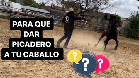 Para Que Nos Sirve Dar Picadero O Cuerda A Nuestro Caballo Youtube