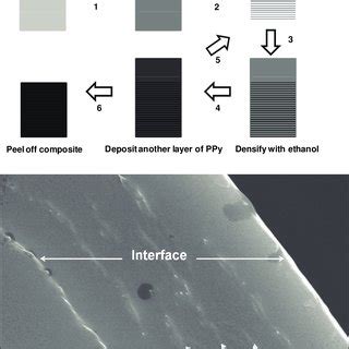 A Schematic Illustration Of The Sequential Layering Process Used For