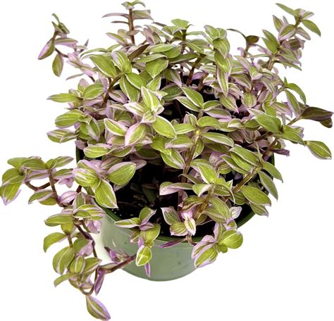 Pink Callisia Repens Plant Live Callisia Repens Succulents Plant Live Pink Turtle