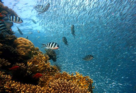 'Humanity is failing': Official report warns our chance to save the Great Barrier Reef is fast ...