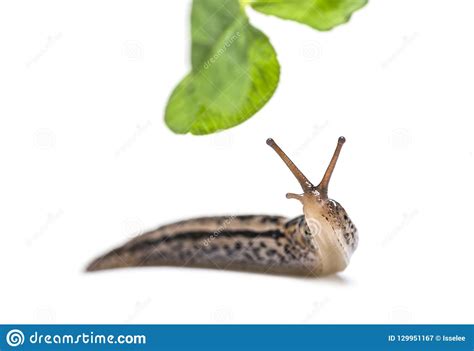 Limax Maximus Leopard Slug Crawling On The Ground Among The Leaves