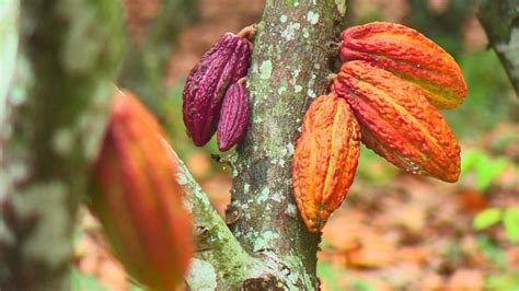 Cacau Sustentável Fazenda No Es Usa Até Bactérias Feitas Em