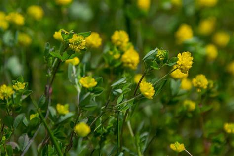 Shamrock Vs Clover Whats The Difference And Why Does It Matter A