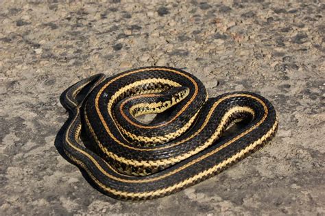 Plains Garter Snake Thamnophis Radix Minnesota Amphibian And Reptile