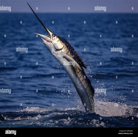 Sailfish jumping hi-res stock photography and images - Alamy