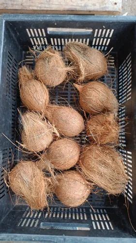 Solid A Grade Organic Semi Husked Coconut Coconut Size Large At 32