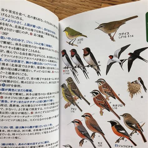 野鳥図鑑おすすめランキング11【バードウォッチング、鳴き声、大人、子供、人気】 ラモlabo