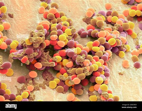 Staphylococcus Bacteria Coloured Scanning Electron Micrograph Sem Staphylococcus Is A Genus