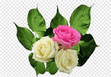 Garden Roses Cabbage Rose Floral Design Cut Flowers Flower Herbaceous