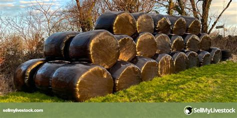 47 Bales Grass Silage | SellMyLivestock - The Online Livestock Marketplace