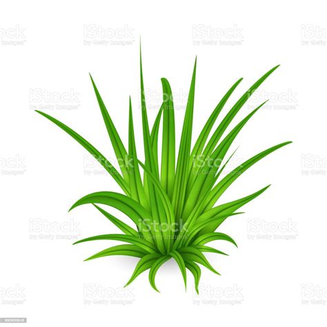 Bunch Of Tall Green Grass Stock Illustration Download Image Now Agricultural Field Bunch