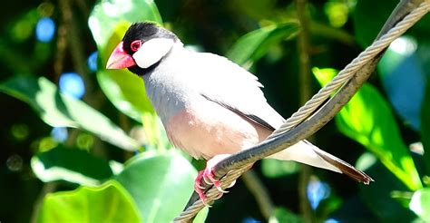 Rice Sparrow Java Sparrow Philippines The Java Sparrow Flickr