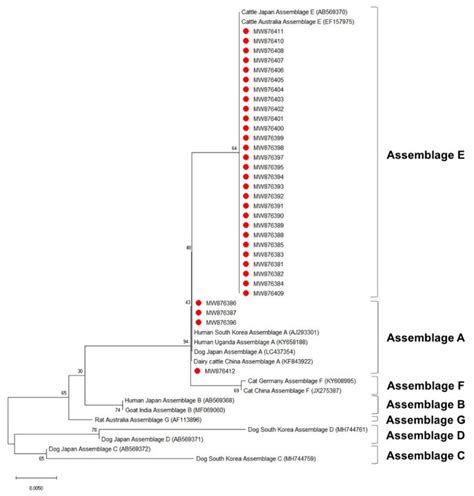 Phylogenetic Tree Of G Duodenalis Based On Ssu Rrna Gene Sequences