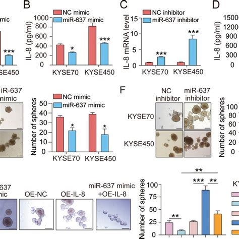 Mir 637 Suppresses Stem Like Characteristics In Escc Cells By Download Scientific Diagram