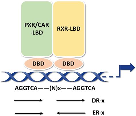 Frontiers The Role Of Pregnane X Receptor Pxr In Substance Metabolism