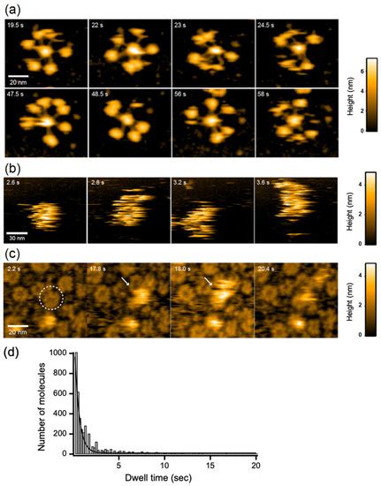 Ijms Special Issue Designer Biopolymers Self Assembling Proteins And Nucleic Acids 2020