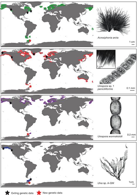 Building Up Knowledge On Green Marine Macroalgae Diversity In The