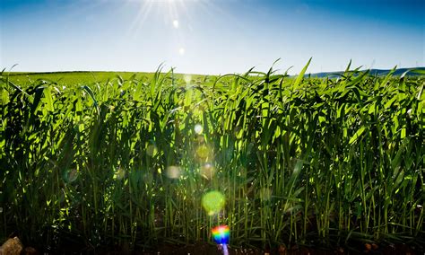 Viterra Grain Harvest 2 Citymag