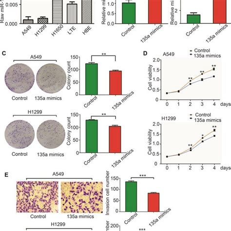 Mir A Inhibits Human Nsclc Cell Proliferation And Invasion In Vitro