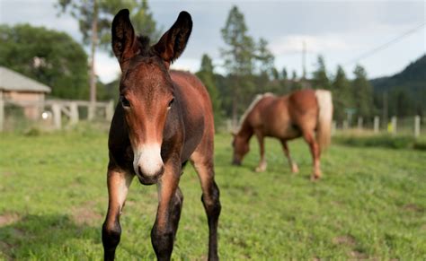 Veterinarians Race to Save Mule Foal Born with Organs Too Small for His Body - PetHelpful News