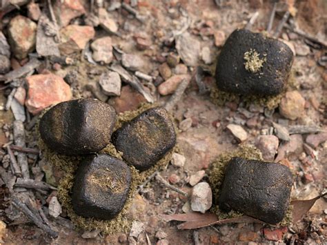 The mystery of how, and why, wombats produce cubic poop