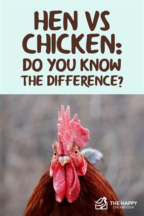 Hen Vs Chicken: Do You Know The Difference?