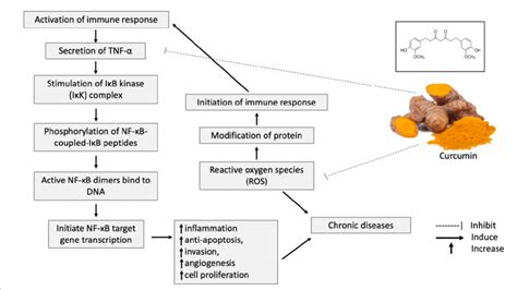 Potential Inhibitory Effect Of Curcumin On Inflammation And Oxidative