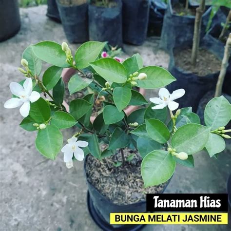 BISA COD Tanaman Hias Bunga Melati Jasmine Bunga Hias Melati